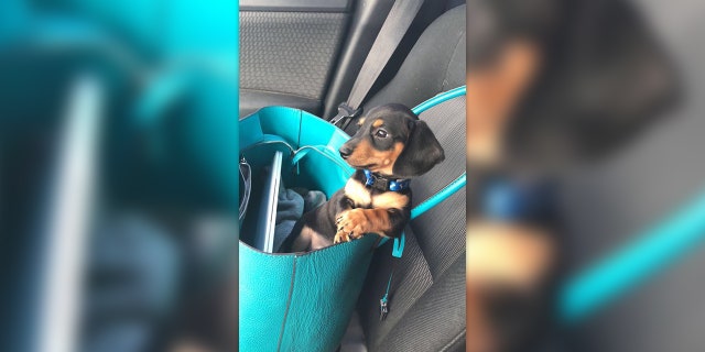 Westlake Legal Group Dog-Euthanized-Facebook-2 Utah woman claims vet mistakenly euthanized pet dog after calling wrong family fox-news/us/us-regions/west/utah fox-news/odd-news fox-news/lifestyle/pets fox news fnc/lifestyle fnc article Alexandra Deabler 3ca9aa46-cb65-52cc-b887-5593d6efee85