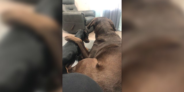 Westlake Legal Group Dog-Euthanized-Facebook-3 Utah woman claims vet mistakenly euthanized pet dog after calling wrong family fox-news/us/us-regions/west/utah fox-news/odd-news fox-news/lifestyle/pets fox news fnc/lifestyle fnc article Alexandra Deabler 3ca9aa46-cb65-52cc-b887-5593d6efee85