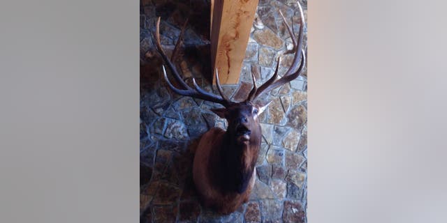 An illegally killed elk, seen here, was one of the items seized by CPW officers.