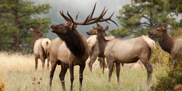 “With foot traffic limited, nature is getting wild in the park, which is near Orick, California,” the video caption added.