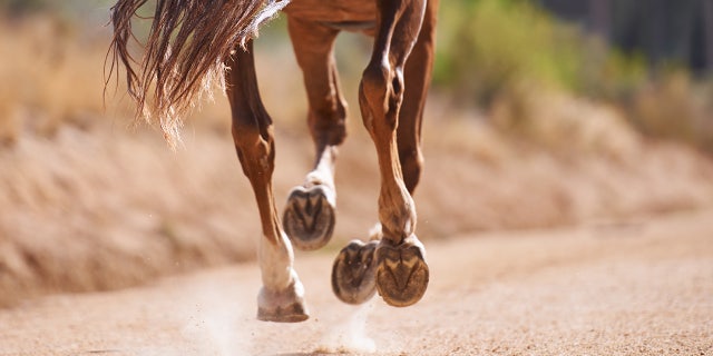 Authorities in Florida discovered the slaughtered remains of a horse in a field on Monday.