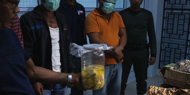 A skin and four Sumatran tiger fetuses secured from by officers from poachers in Indonesia over the weekend.