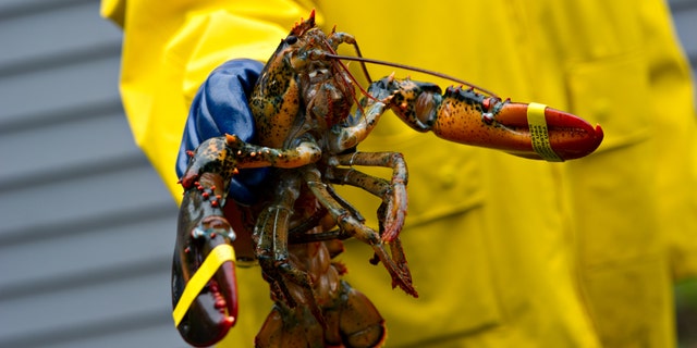 A freshly caught Maine lobster is held up by a fisherman wearing a yellow coat and blue protective gloves.