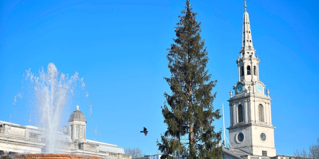 Once the tree arrived in London's Trafalgar Square, some commented it looked rather thin compared to prior years.