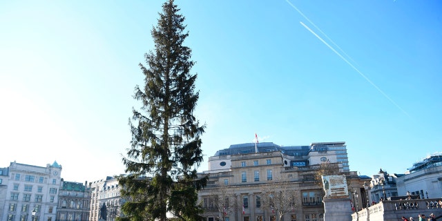 A view of the Christmas tree, an annual gift from the city of Oslo as a token of Norwegian gratitude to the people of London for their assistance, during the second world war, in Trafalgar Square, London, Wednesday, Dec. 4, 2019.