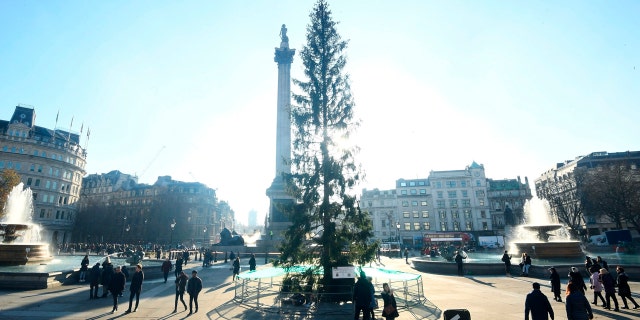 The Trafalgar Square Christmas tree is a nearly 70-foot Norwegian Spruce that's been an annual from the city of Oslo since 1947 as a token of Norwegian gratitude to the people of London for their assistance during World War Two.