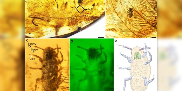 (Credit: Taiping Gao/Nature Communications)
