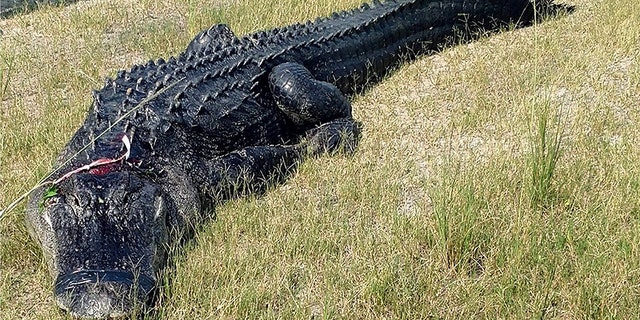 Pieces of Michael Ford's body had been found inside this alligator's stomach in June, according to officials.
