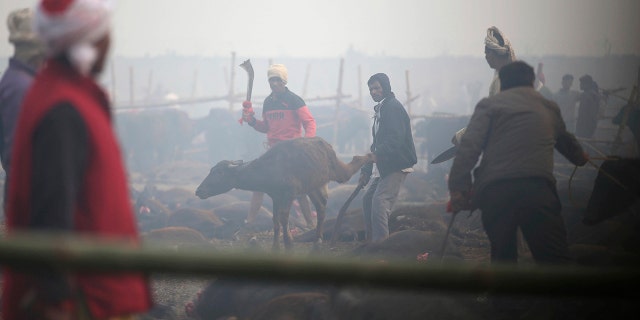 A Hindu devotee holds leg of the buffalo as a butcher gets ready to sacrifice the animal. (AP Photo/Samir Shrestha)