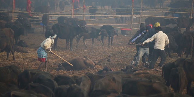 Thousands of buffalo awaited being sacrificed on Monday. An estimated 200,000 animals were killed during the ceremonies in 2014, drawing the ire of animal activists. (AP Photo/Samir Shrestha)
