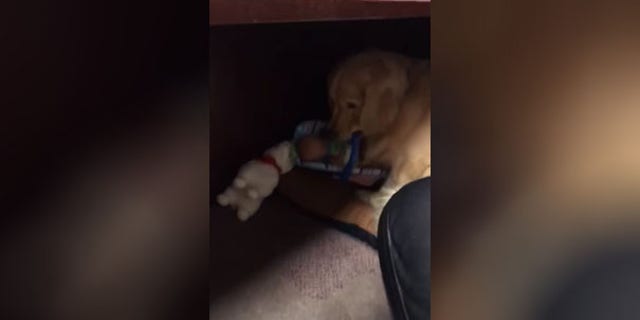Ben was caught stashing his stolen goods under a desk.