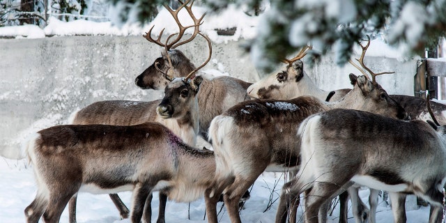 In this Saturday, Nov. 30. 2019 photo, reindeer in a corral at Lappeasuando near Kiruna await to be released onto the winter pastures. (AP Photo/Malin Moberg)