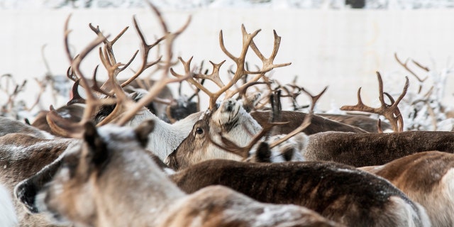 In this Tuesday, Nov. 26, 2019, Reindeer in a temporary corral in Rakten, outside of Jokkmokk, before being transported to winter pastures. (AP Photo/Malin Moberg)