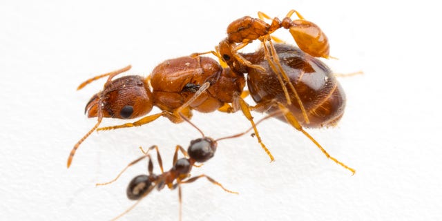 The tiny queen of a socially parasitic Solenopsis inquilina rides on the back of a host Pheidole dentata queen. 