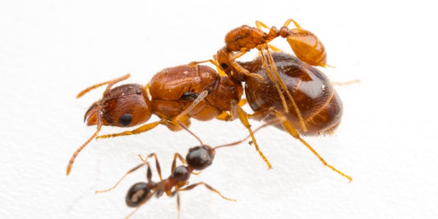 The tiny queen of a socially parasitic Solenopsis inquilina rides on the back of a host Pheidole dentata queen.