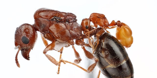 Solenopsis infiltrator on Pheidole tetra - a focus-stacked image of dead specimens. (Alex Wild/University of Texas)