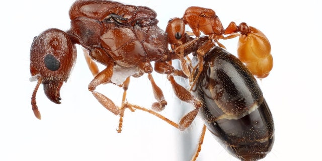 Solenopsis infiltrator on Pheidole tetra - a focus-stacked image of dead specimens. (Alex Wild/University of Texas)