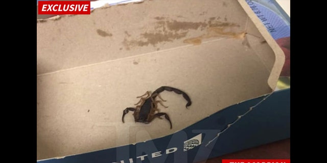 Scorpion On United Airlines Flight Stings Passenger Fox News