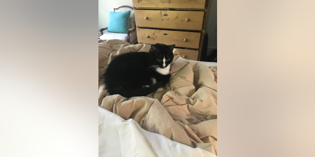 Juliet -- the author's cat.