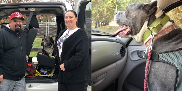 Seamus, a 9-year-old pit bull-bully mix, was adopted over the weekend and will have a warm home with his fur-ever family for Christmas.