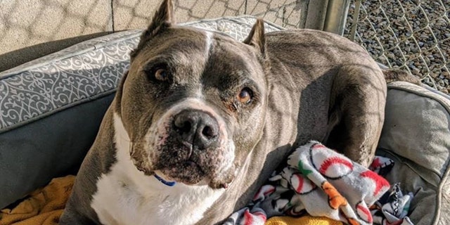 Seamus spent 5.5 years — more than half of his life — in the shelter before he was adopted, animal rescuers said.