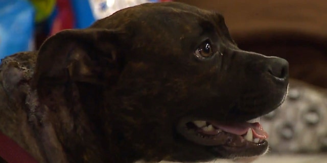 Skee the dog was stabbed on Christmas morning after she tried shooing away a burglary suspect, according to her family.