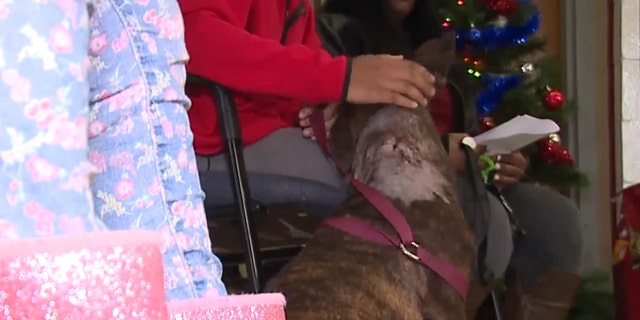 The dog, who recently had a litter of puppies, was recovering at home as of Sunday.