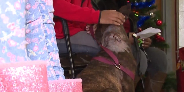 The dog, who recently had a litter of puppies, was recovering at home as of Sunday.