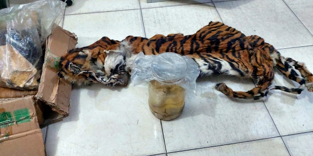In this photo released by Environment and Forestry's Law Enforcement Center and taken Saturday, Dec 7, 2019, the skin of Sumatra Tiger and and four fetuses stored in jars can be seen in Riau province, Indonesia.