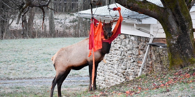 In this Nov. 28, 2019, photo provided by Jim Beaver, an elk stands stuck with a hammock in Beaver's yard in Maggie Valley, N.C. on Thanksgiving. (Jim Beaver via AP)