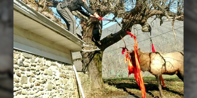 Cpl. Ken Stiles climbed onto the roof, cut the hammock and freed the elk. (Haywood County Sheriff’s Office)