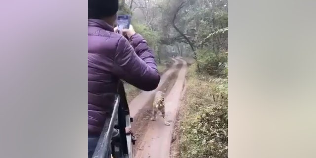 The tiger in the video was identified as a 3-year-old tigress named Sultana.