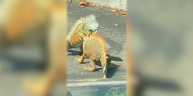 Viral videos show the iguanas battling it out in parking lots, and showing up in people's toilets.