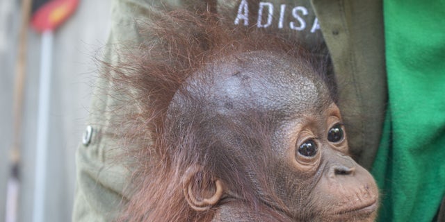 A baby orangutan was recovered by conservationists in Limpang, a village in Jelai Hulu District, Borneo, Indonesia. (SWNS)