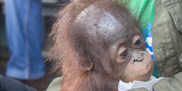 These images show the moment a baby orangutan, separated from its mother, was recovered by conservationists in Limpang, a village in Jelai Hulu District, Borneo, Indonesia.