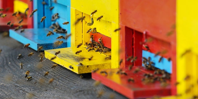 Prescott Valley, Ariz., resident David Keller thinks the application process to register an emotional support animal is too easy — so he tried registering a swarm of bees as his service pet.<br data-cke-eol="1">