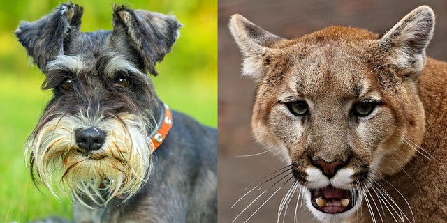 A Southern California woman sought to protect her dog from a mountain lion that wandered into her backyard on Thursday -- punching the wild cat the face and prying its jaws open in an attempt to save her miniature Schnauzer (like the one pictured left). 