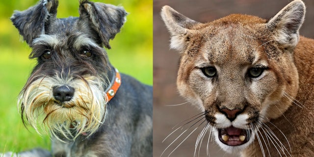 A Southern California woman sought to protect her dog from a mountain lion that wandered into her backyard on Thursday -- punching the wild cat the face and prying its jaws open in an attempt to save her miniature Schnauzer (like the one pictured left).