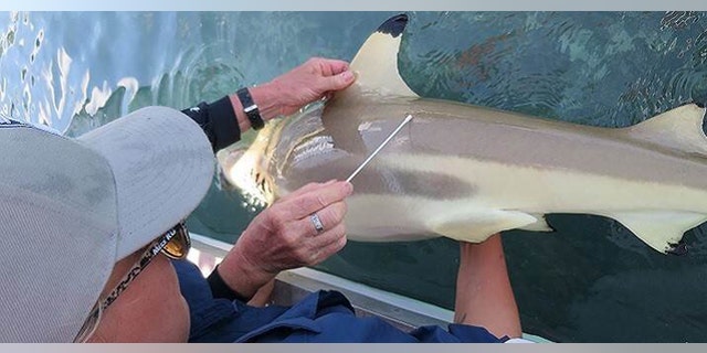 Skin mucus samples were collected from the backs and gills of wild-caught blacktip reef sharks around the Seyshelles Islands. (Credit: Mauvis Gore)