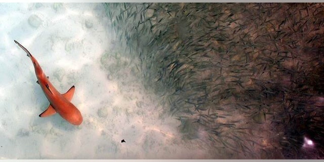 Blacktip reef sharks in the wild are often seen bearing wounds, but they rarely exhibit obvious signs of infection around the wounds. This led researchers to investigate the microbial community living on the skin of sharks. Credit: Claudia Pogoreutz
