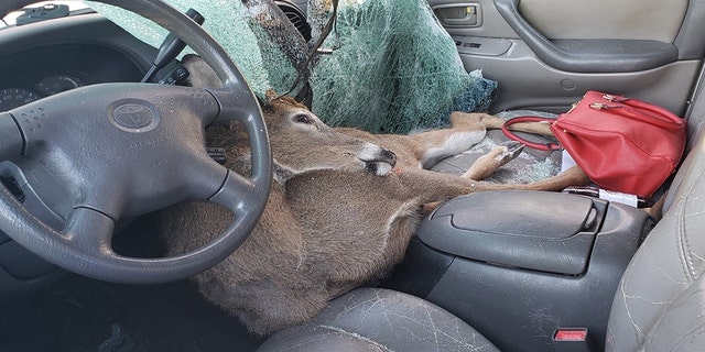 A deer ran out of the woods Thursday morning and crashed through the windshield of the woman’s vehicle in Jones County, Georgia. The woman was not injured