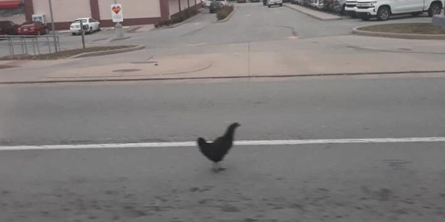 Kentucky officers responded after being told a "very hostile chicken" was menacing customers at a local pharmacy.