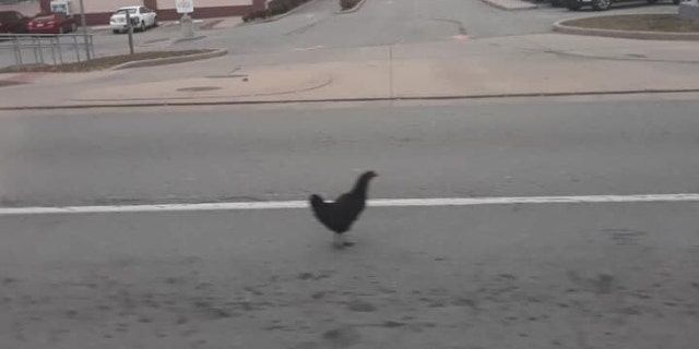 Kentucky officers responded after being told a "very hostile chicken" was menacing customers at a local pharmacy.