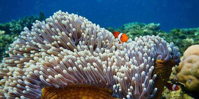 A clownfish in an anemone. (Credit: Tim Gordon, University of Exeter)