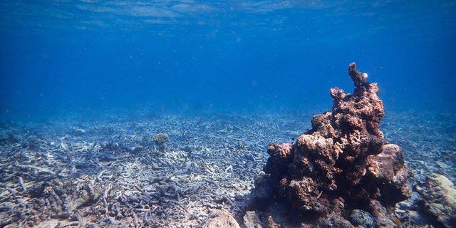 A coral rubblefield in Sulawesi, Indonesia. (Credit: Tim Gordon, University of Exeter)