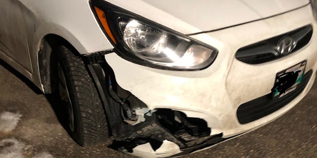 Boroditsky said he was driving around 55 mph when he hit the animal on a highway in Manitoba, Canada.