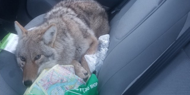 The animal Eli Boroditsky hit with his car last week was a coyote, not a dog like he thought.