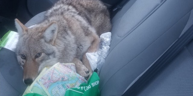The animal Eli Boroditsky hit with his car last week was a coyote, not a dog like he thought.