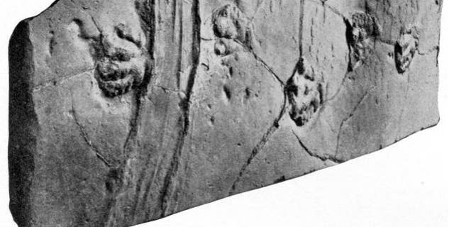 This slab of sandstone has been on display since 1896, showing off the scaly footprints of a prosauropod dinosaur. Scientists only recently realized that the deep grooves on the left may be the track of a sailing stone.