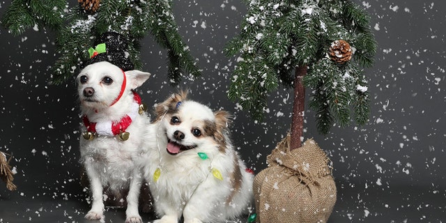 The holiday season can be overwhelming for both humans and pets, as evidenced by a small dog who was recently pictured suffering an “existential crisis” during a wintery photo shoot.